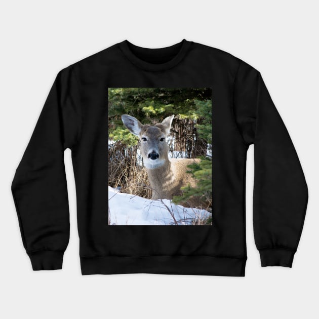 White tailed deer Crewneck Sweatshirt by CanadianWild418